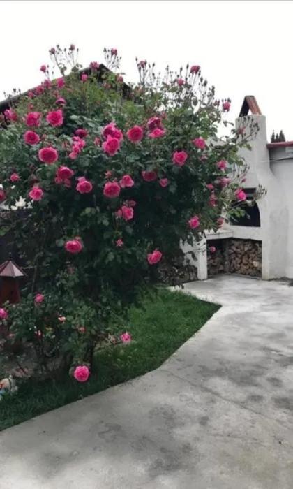 Отель Casa Tibi Si Nico Эфорие Норд Экстерьер фото